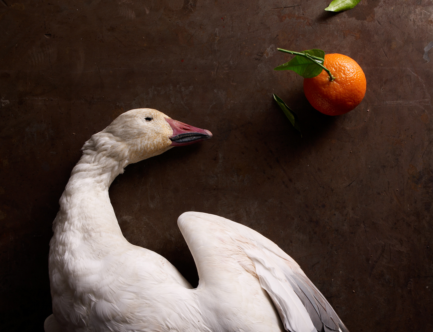 Angelo: Duck and Orange