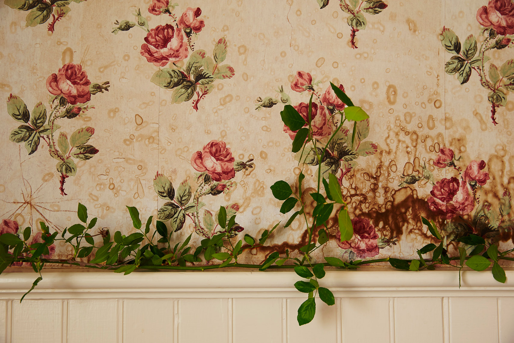 Flowers: Growing Wallpaper