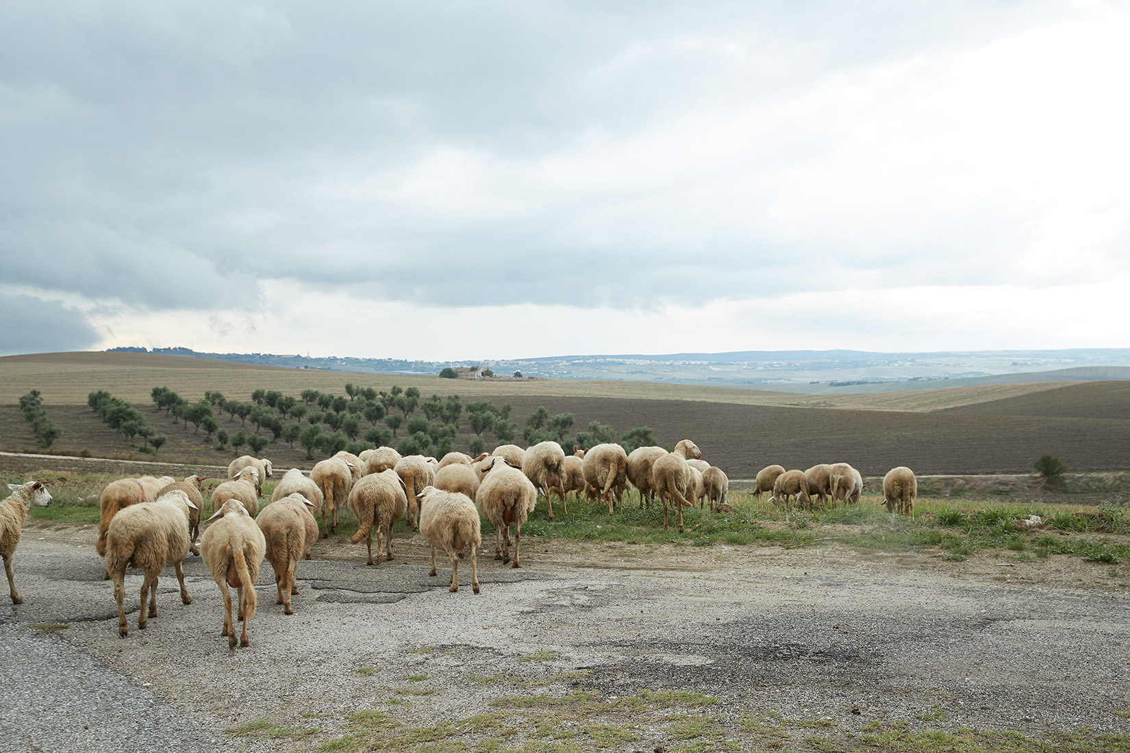 Autentico: Sheep