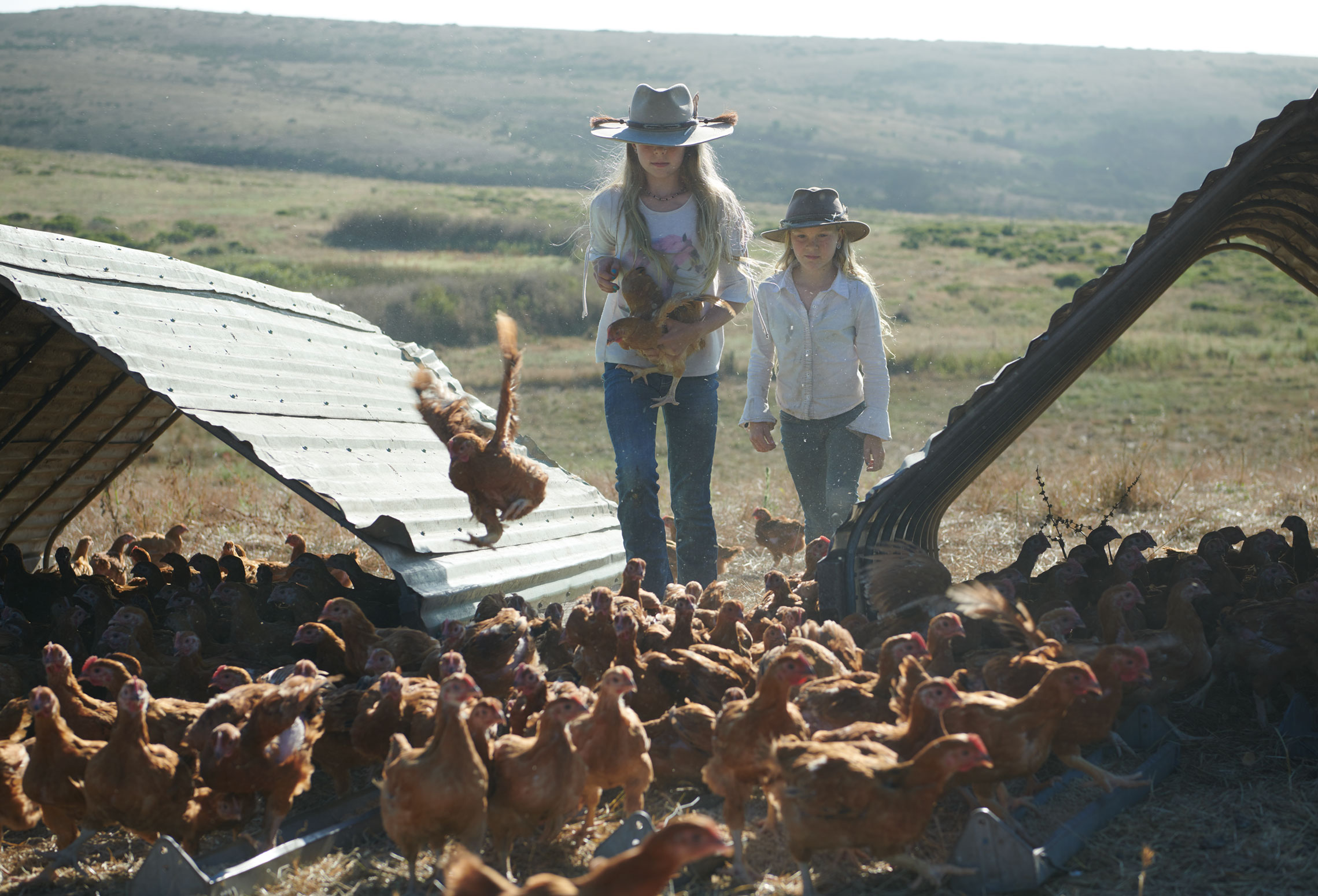 Kids: Chickens