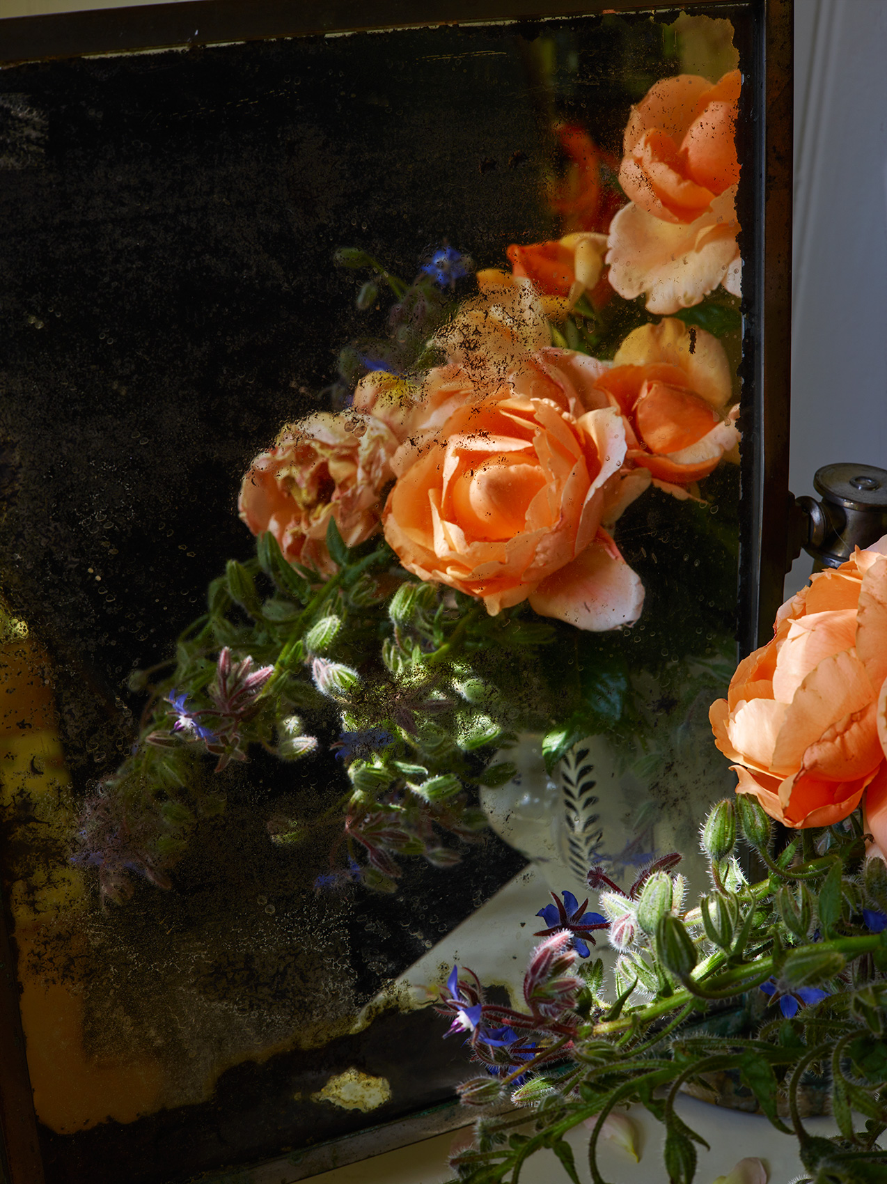 Flowers: Apricot Roses