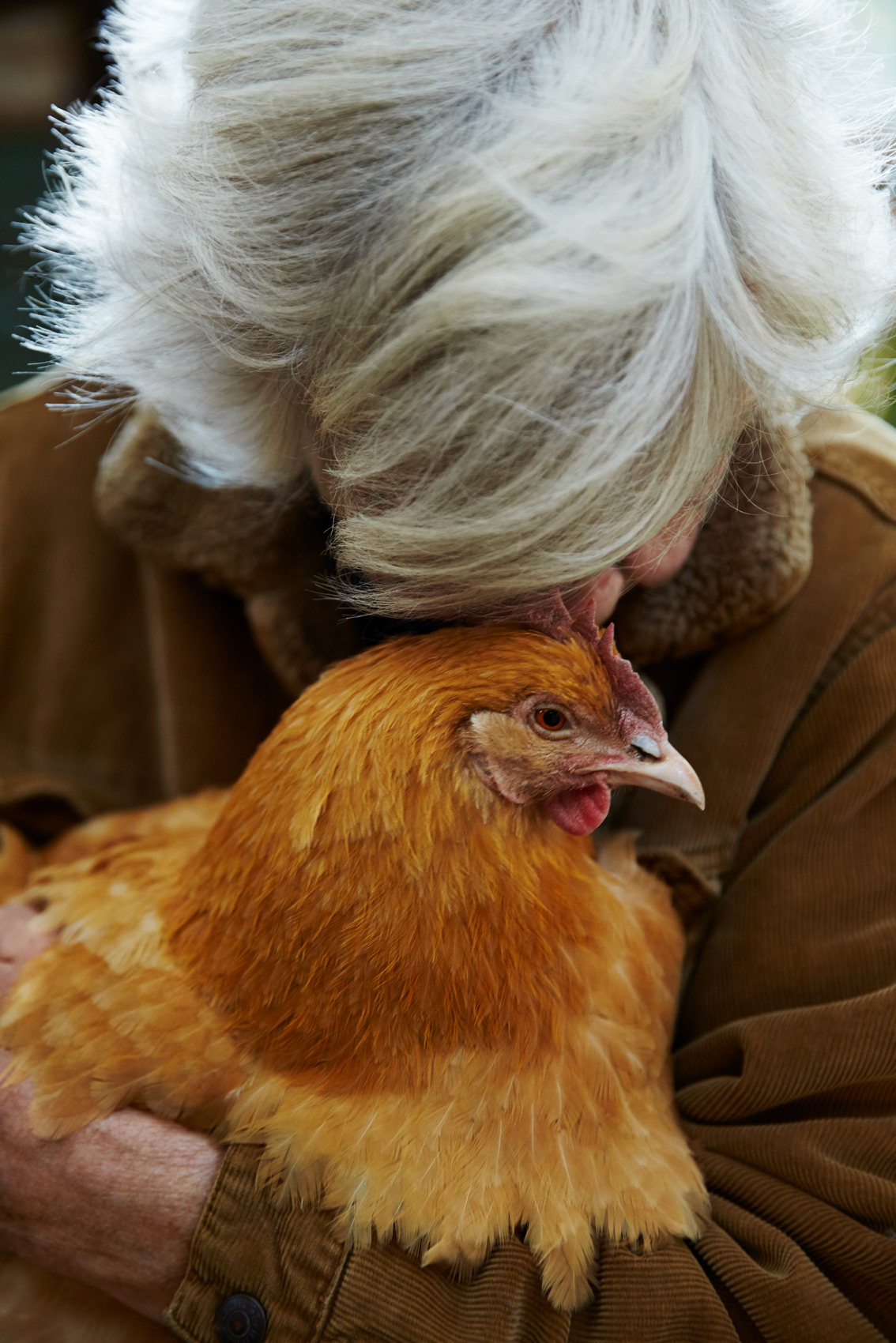 Lifestyle: The Chicken Whisperer