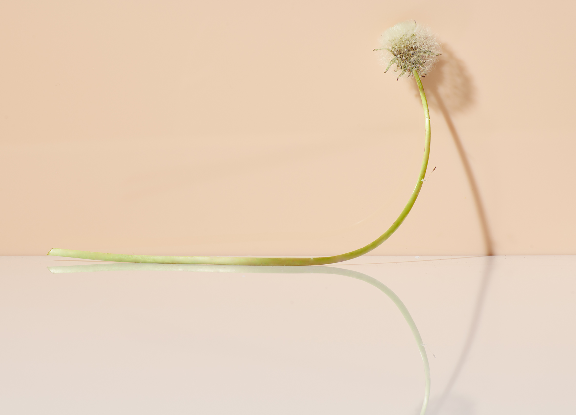 Still Life: Dandelion Stretch