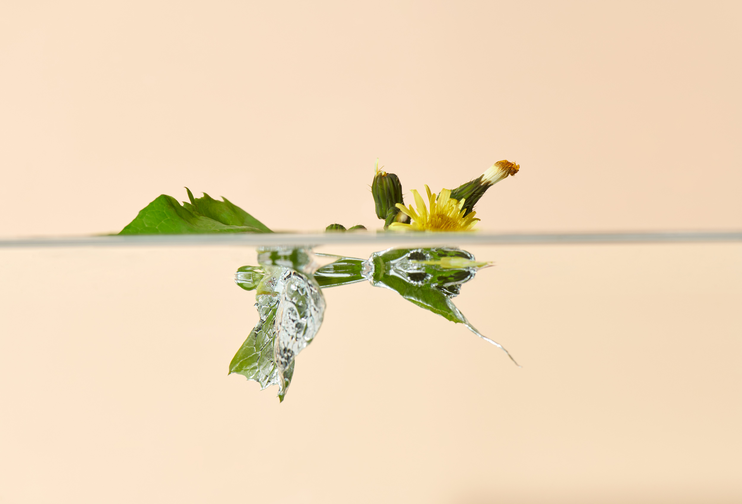 Still Life: Swimming Dandelion